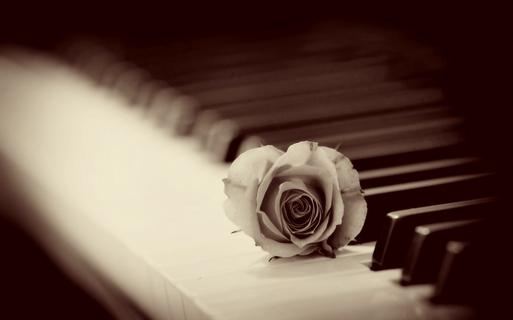 rose-piano-wallpaper-wallpaper-1.jpg